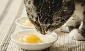 猫咪吃生鸡蛋的好处是什么