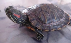 巴西红耳龟冬眠吗