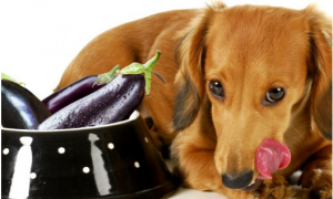 狗能吃茄子吗