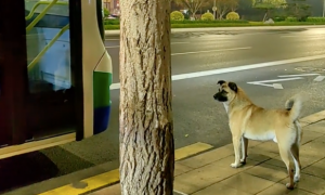 流浪狗每天都在公交站，只为等坐公交车来喂它的阿婆，温暖的相遇