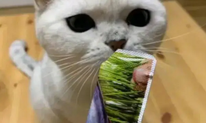 小猫可以吃猫条吗