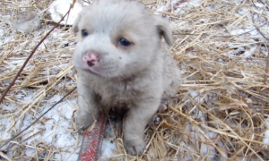 零下20度的雪地里，一只小奶狗冻得浑身发抖，它四处寻找妈妈！