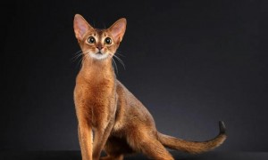 阿比西尼亚猫和曼岛无尾猫哪个聪明-谁智商高