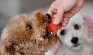 泰迪狗能吃西红柿吗
