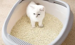 猫砂需要换吗