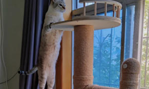 猫爬架是怎么做的