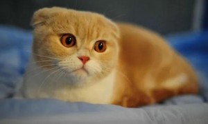 呋虫胺能不能喷在猫身上吗