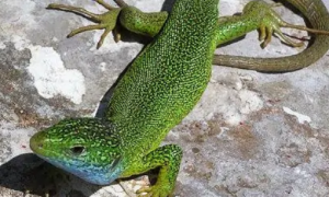 翠绿蜥是保护动物吗