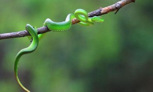 西藏竹叶青蛇是保护动物吗