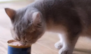 猫罐头为什么那么香