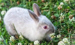 暹罗兔多久可以生兔子