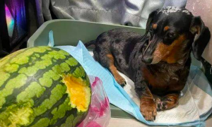 腊肠犬偷啃西瓜，被抓包后还装无辜：不关我事！