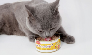 一个月的小猫能吃罐头吗
