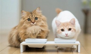 猫咪什么时候可以吃化毛膏
