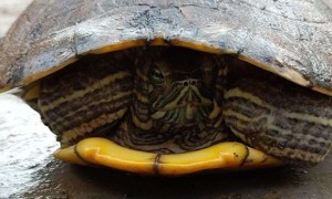 山龟怎么分雌雄