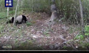 秦岭再现大熊猫“遛娃”，罕见高清画面来了