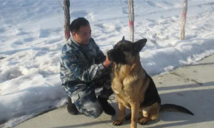 特殊战友｜军犬“小米”本领多多：巡逻、搜救、做媒……
