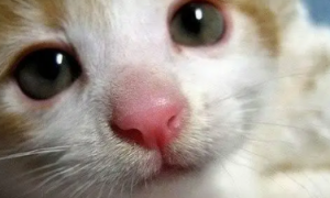 猫咪鼻子干是怎么回事