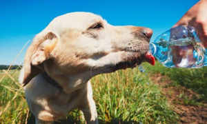 狗狗开始打胰岛素能活多少年