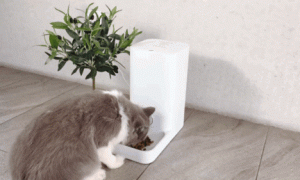 猫咪自动喂食器哪种好
