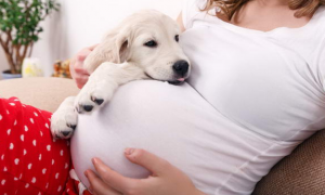 怀孕为什么不能养狗狗