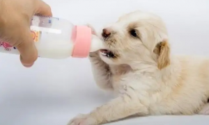 狗可以喝牛奶吗