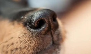 狗鼻子干了是什么症状表现