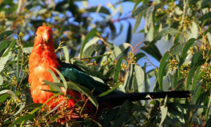 澳洲国王鹦鹉寿命多少年