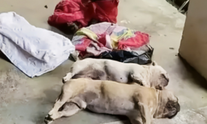 贵州一小区8条狗中毒身亡，狗主人崩溃痛哭