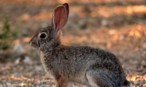 沙漠棉尾兔如何训练