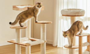 兽牌猫爬架质量如何