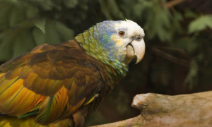 养圣文生亚马逊鹦鹉的挑选及讲究