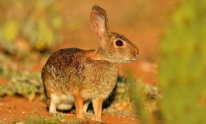 戈壁兔一般多少斤
