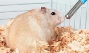 仓鼠可以几天不喝水?