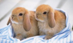 兔子的种类有哪些 怎么区分
