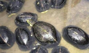 缅甸黑山龟生病怎么处理