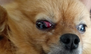 狗的眼白发红是什么原因