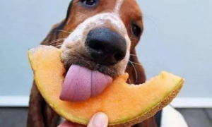 狗狗能吃什么水果
