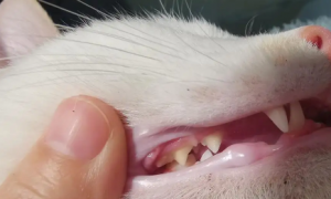 猫咪多大换牙