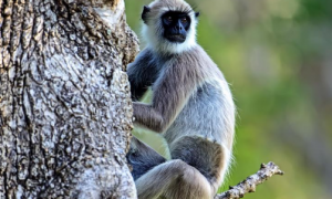 灰叶猴是保护动物吗