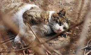 澳洲200万只野猫被判“死刑”，是史上最强的灭猫令