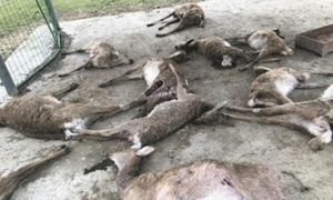 “两条恶犬咬死12只梅花鹿”狗主人现身：是附近打工者，养狗用于打猎