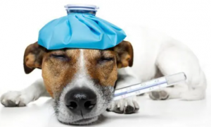 狗感冒吃药期间注意些什么呢