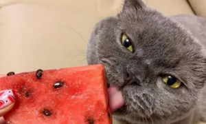 猫能吃西瓜吗
