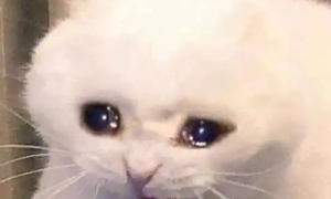 猫为什么流眼泪