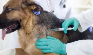 狗打疫苗多长时间打一次