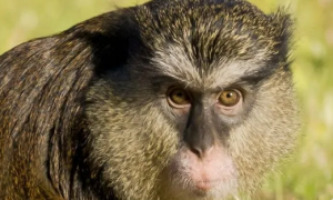 坎氏长尾猴是国家一级保护动物吗