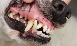 成年犬的牙齿图片