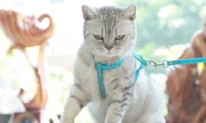 猫牵引绳怎么带