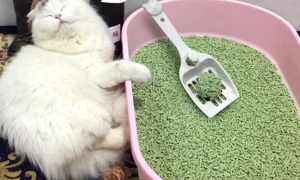 20l猫砂是多少斤
